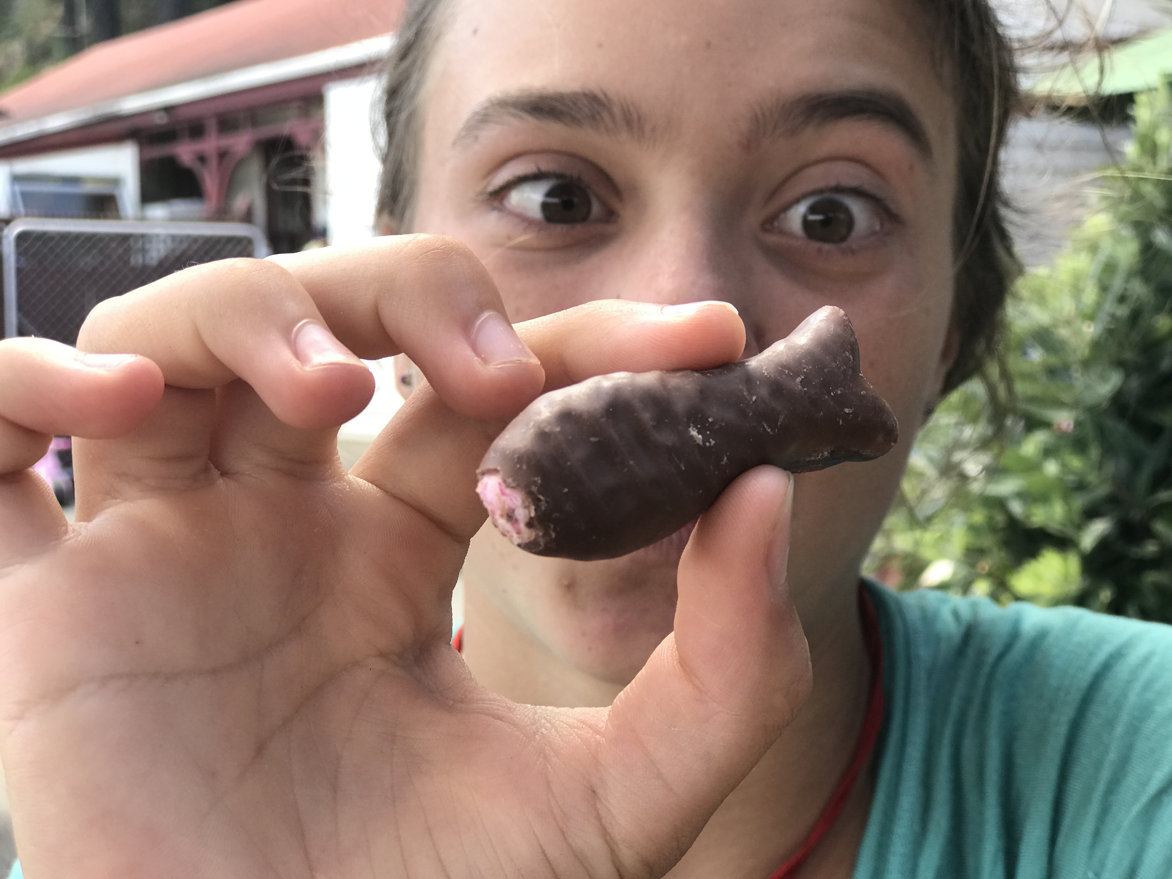 chocolate fish, New Zealand, family travel