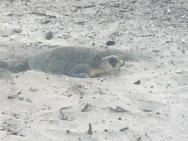 turtle, guiones, costa rica