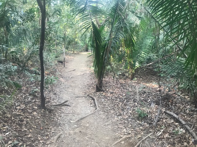 Nosara, Playa Guiones, Costa Rica, jungle