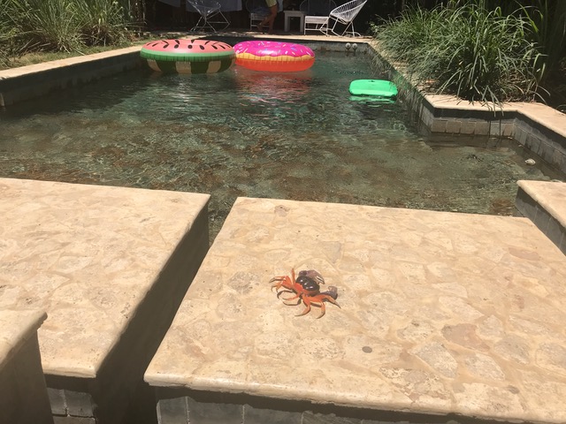 Crabs, Nosara, Playa Guiones, Costa Rica