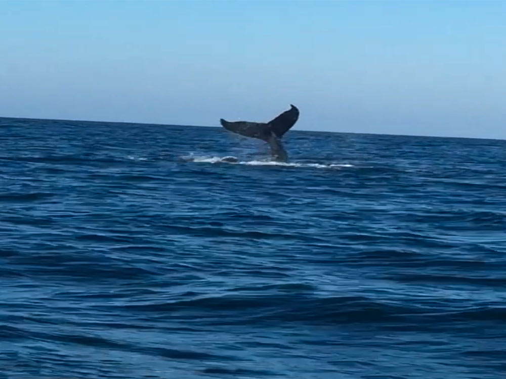 whale