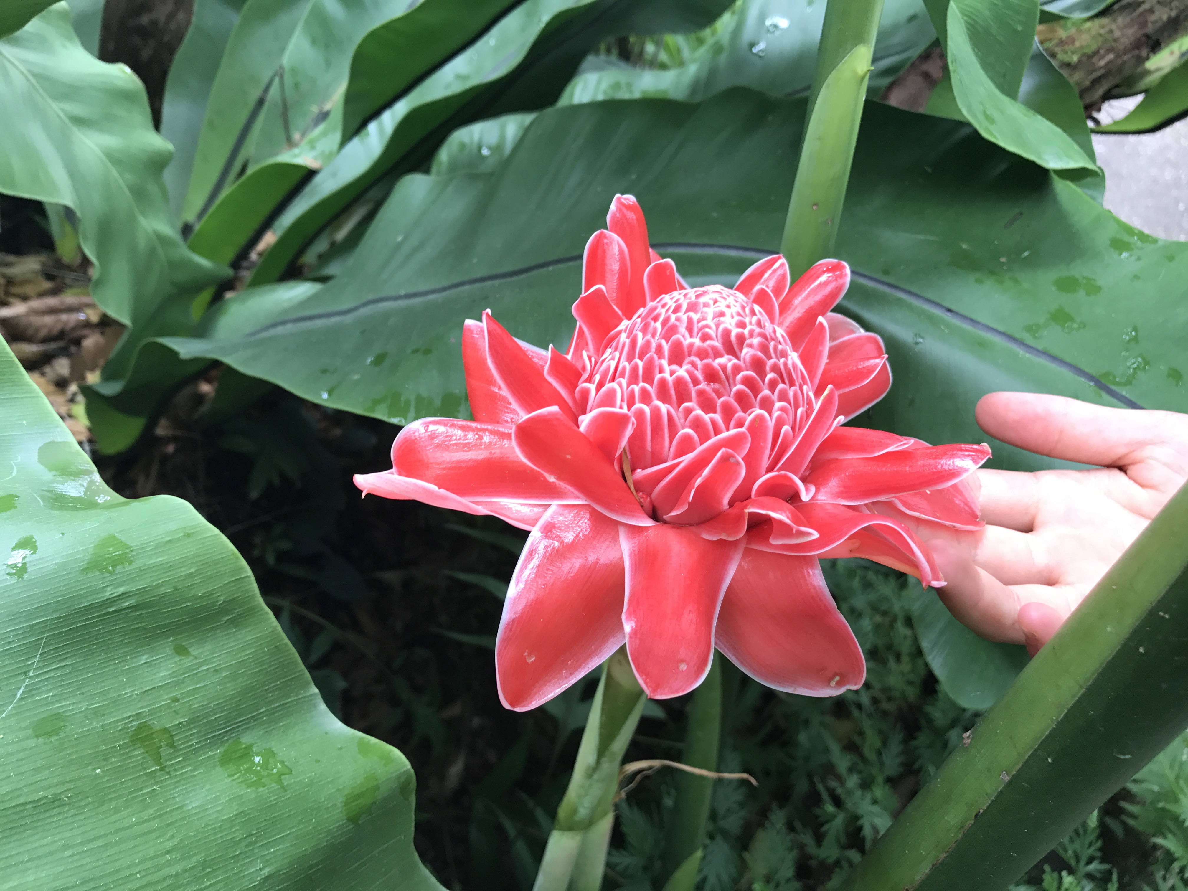 Singapore Botanical Gardens