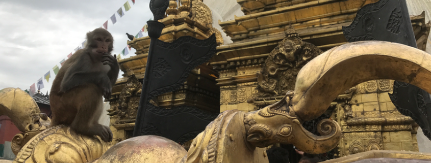 monkeys, swyambunath, nepal, family travel