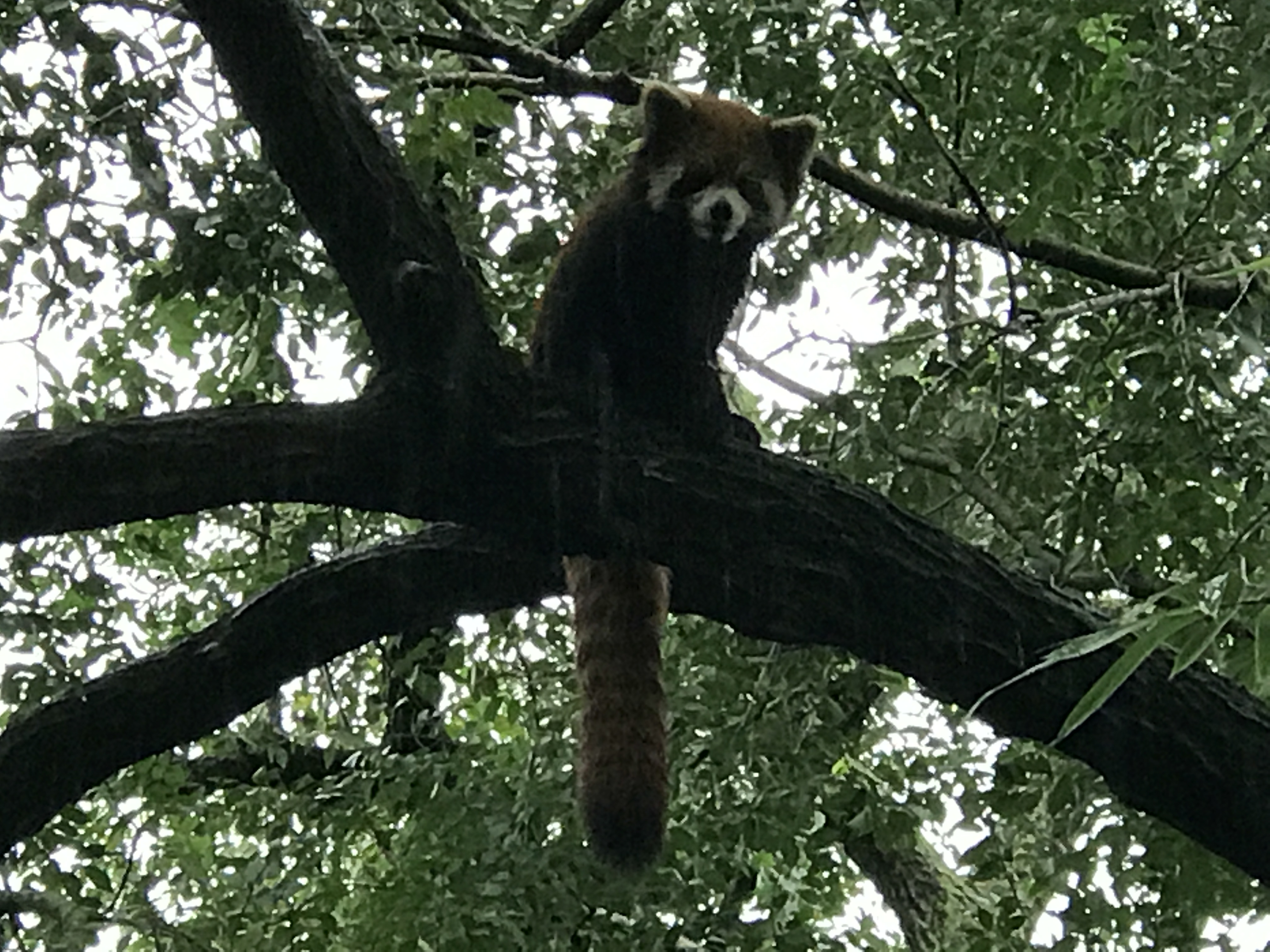 Red Panda, Chengdu