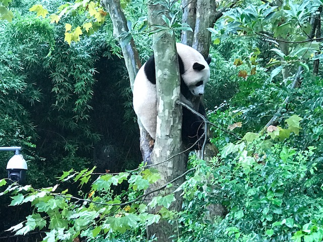Chengdu, Panda Sanctuary