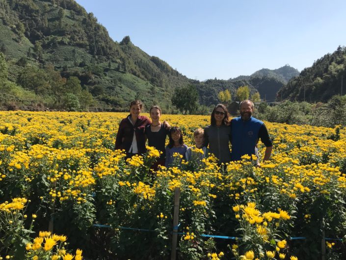 chrysanthemum tea fields, Huangshan, Hongcun, Family Travel, China, road schooling