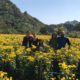 chrysanthemum tea fields, Huangshan, Hongcun, Family Travel, China, road schooling