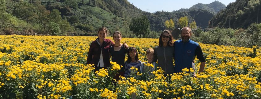 chrysanthemum tea fields, Huangshan, Hongcun, Family Travel, China, road schooling