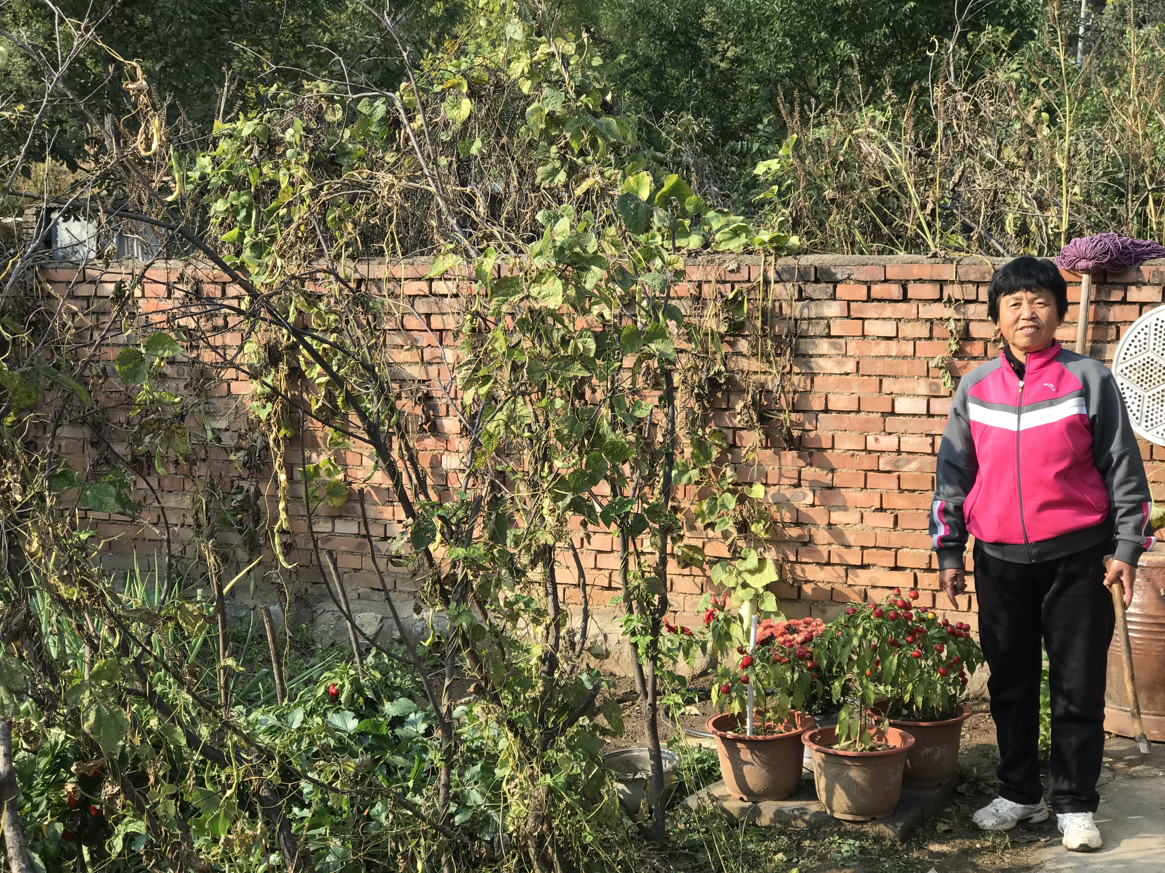 travel, china, road schooling, vegetables