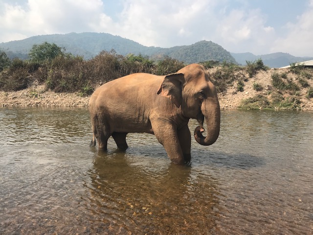 Chiang Mai, Elephant Nature Park, elephant, elephant tourism